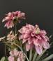 Preview: Gesteck in Vase Dahlie |Handgemacht| Mooie Tijd